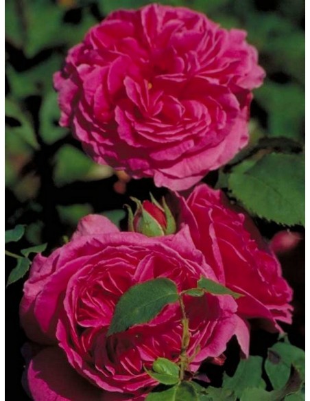 róże historyczne Madame_Isaac_Pereire