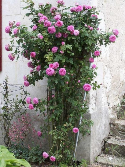 historyczne róże Madame_Isaac_Pereire