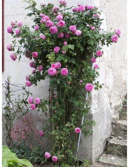 historyczne róże Madame_Isaac_Pereire