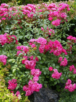 róże okrywowe Lovely Fairy