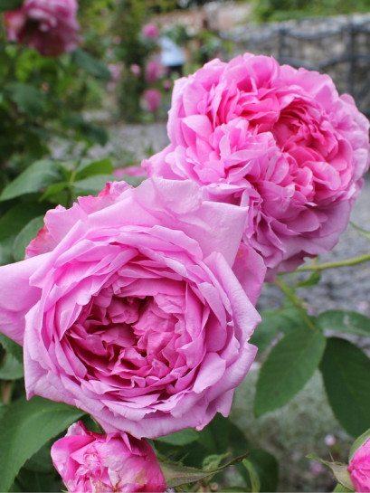 róże historyczne comte de chambord
