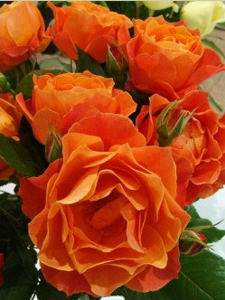 pomarańczowe roze rabatowe Fellowship