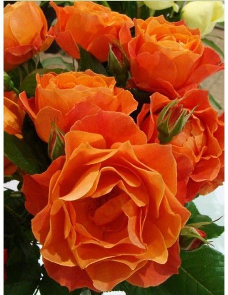 pomarańczowe roze rabatowe Fellowship