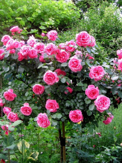 róże pienne Leonardo da Vinci