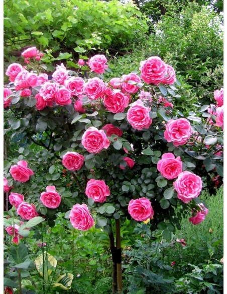 róże pienne Leonardo da Vinci