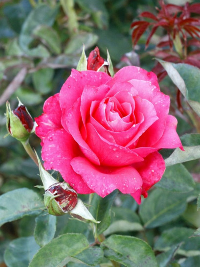 venrosa róże wielkokwiatowe