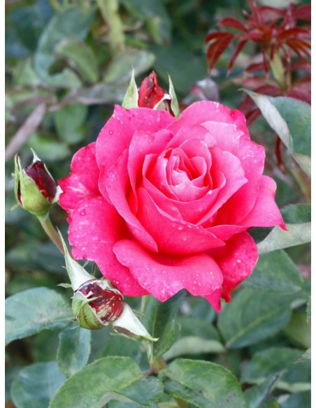 venrosa róże wielkokwiatowe