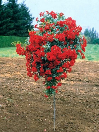 róża pienna Scarlato