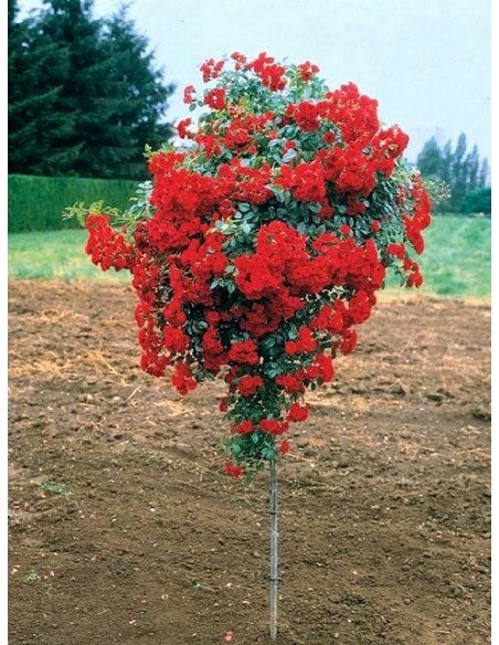 róża pienna Scarlato