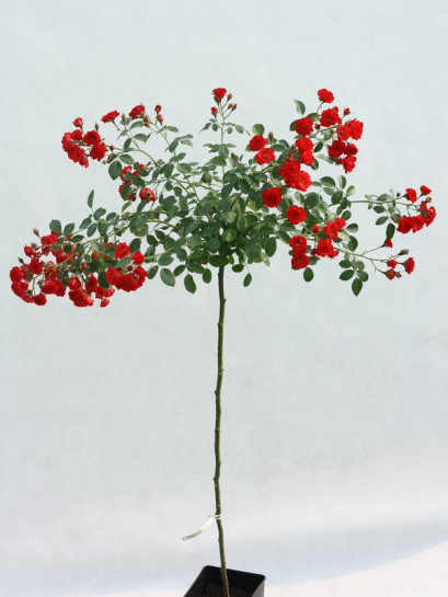 Scarlato róża pienna