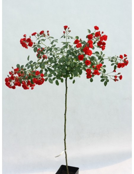 Scarlato róża pienna