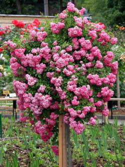 róza pienna Super Dorothy