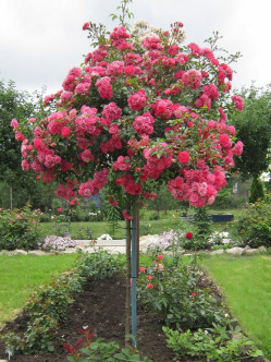 Lovely Fairy róże pienne