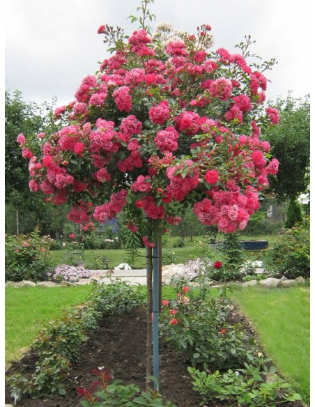 Lovely Fairy róże pienne