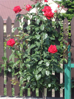 róża na pniu Bicolette