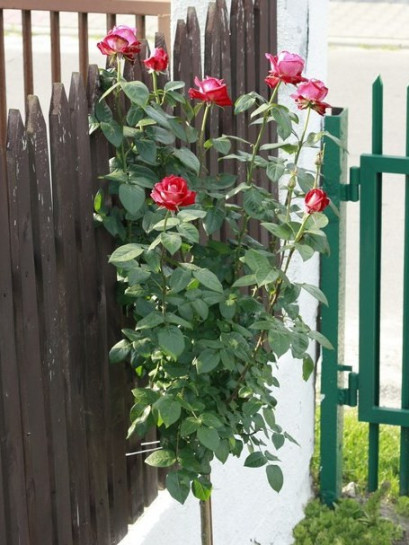 roza pienna Bicolette