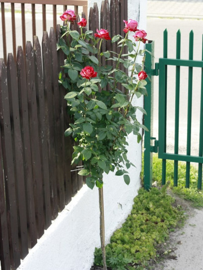 róża pienna Bicolette