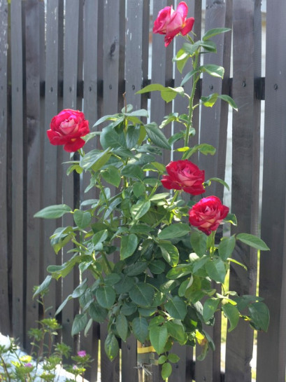 róza pienna Bicolette