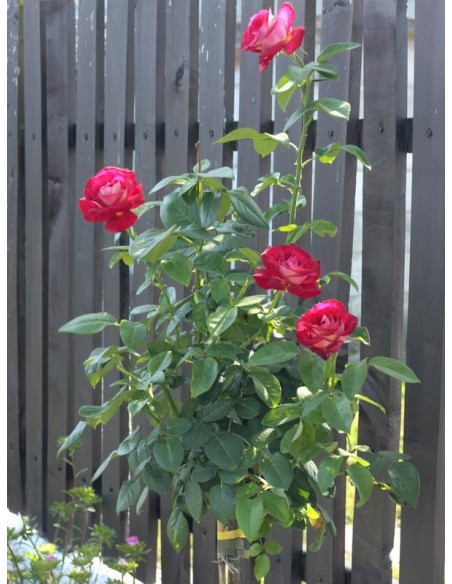 róza pienna Bicolette