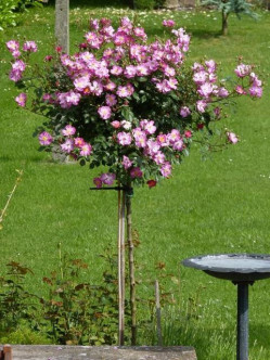 pienne róże Lavender Dream