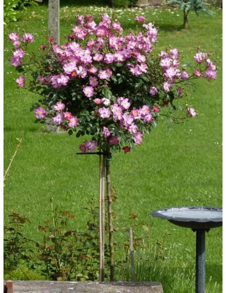 pienne róże Lavender Dream