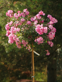 pienne róże Lavender Dream 2