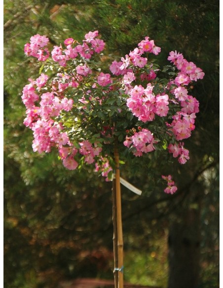 LAVENDER DREAM pienna róża