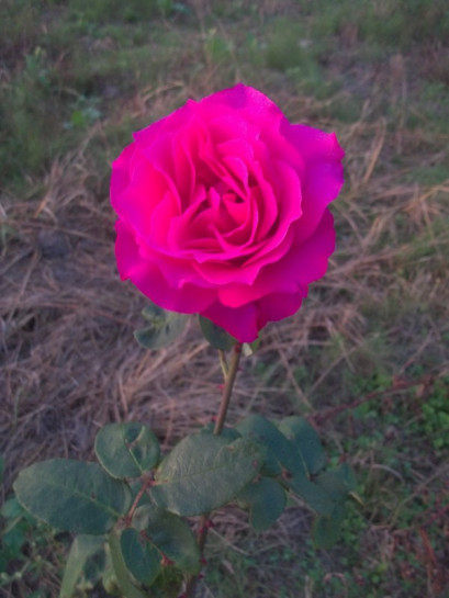 Venrosa róże wielkokwiatowe