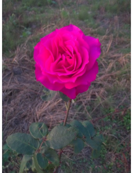 Venrosa róże wielkokwiatowe