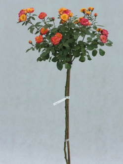 Cuba Dance róże pienne