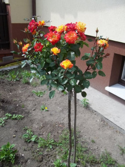 Cuba Dance róże pienne 2