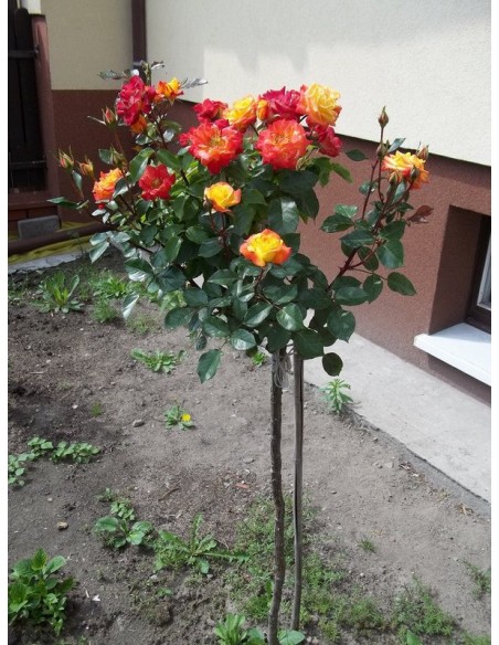 róże pienne Cuba Dance