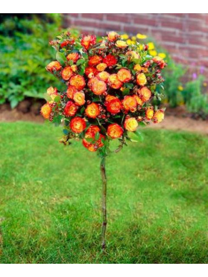 Cuba Dance wielobarwne róże pienne