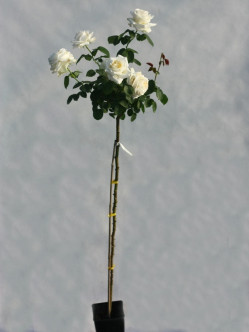 pienne róże chopin