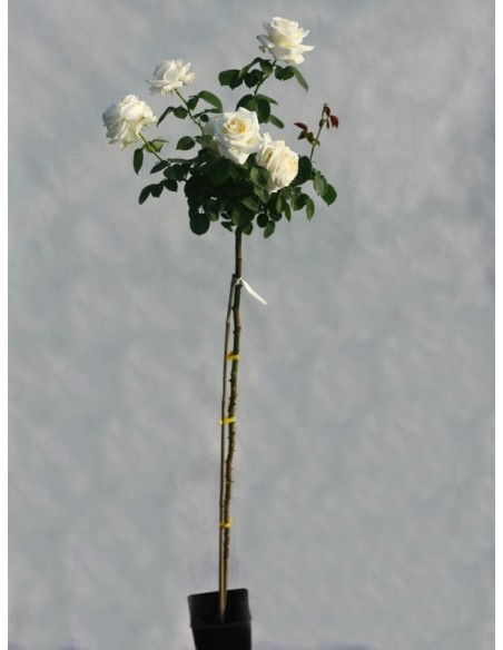 pienne róże chopin