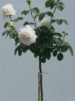 pienne róże chopin 2