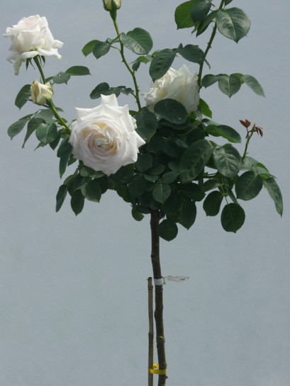 Chopin róża pienna