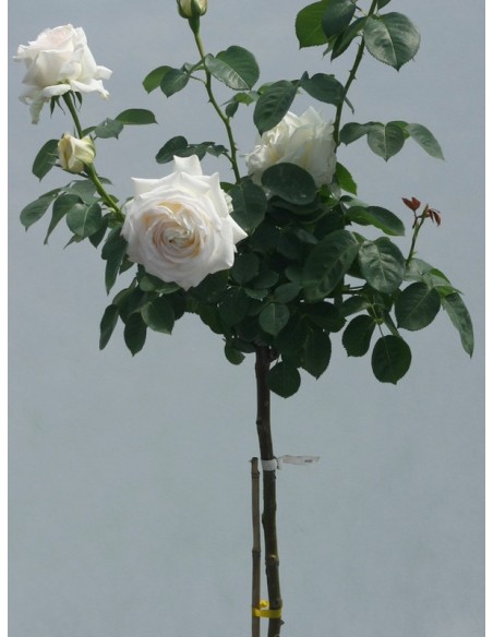 Chopin róża pienna