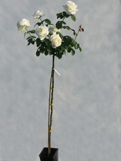 Chopin róża pienna