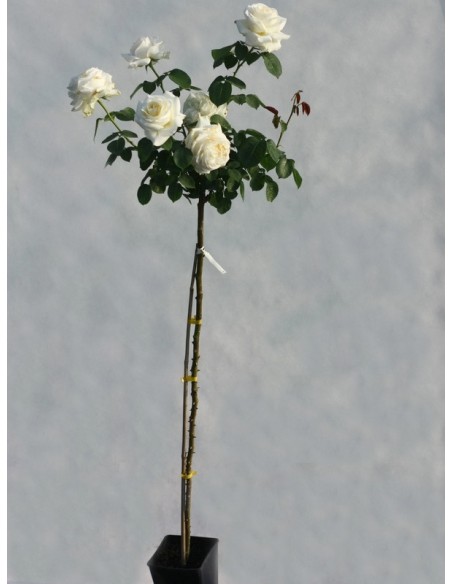 Chopin róża pienna