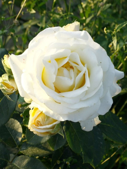 róża pienna Chopin