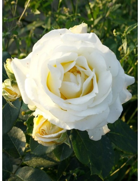 róża pienna Chopin