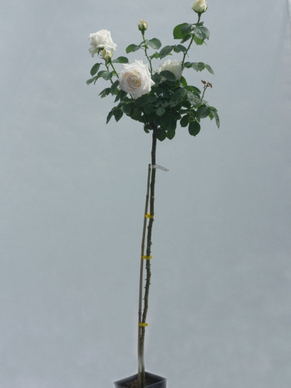 chopin pienne róże