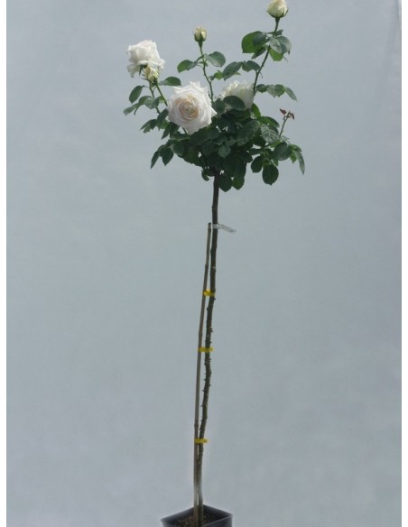 chopin pienne róże