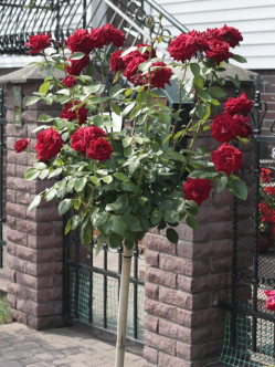 róże na pniu Ena Harkness