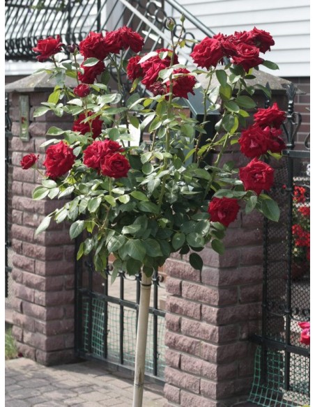 róże na pniu Ena Harkness