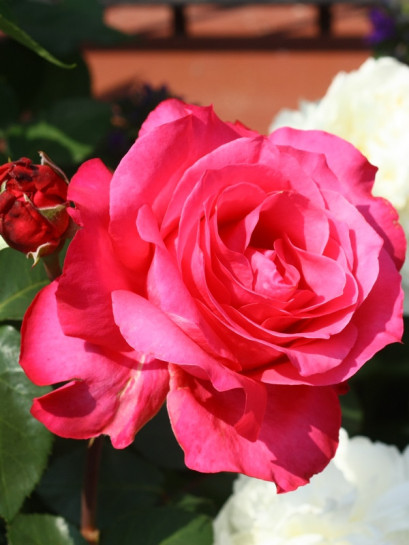 róża wielkokwiatowa Venrosa