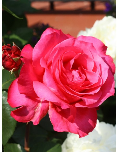 róża wielkokwiatowa Venrosa