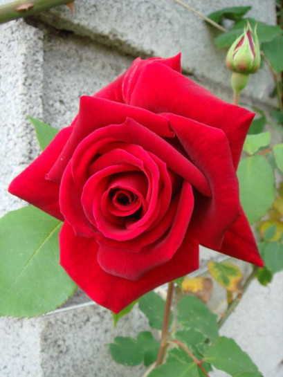 róże pienne Ena Harkness