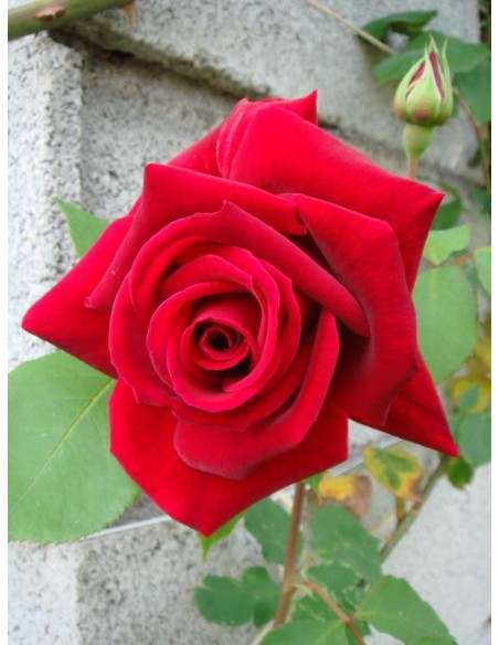 róże pienne Ena Harkness